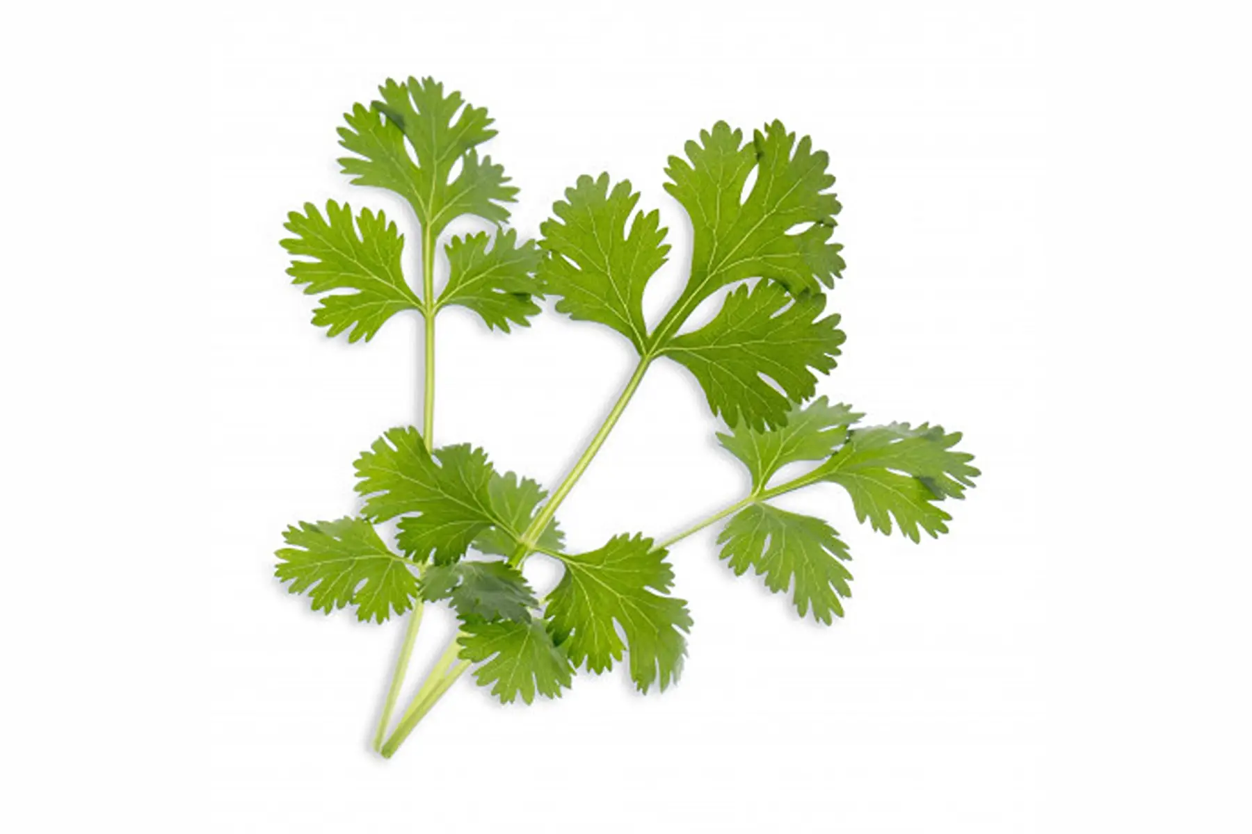 coriandre