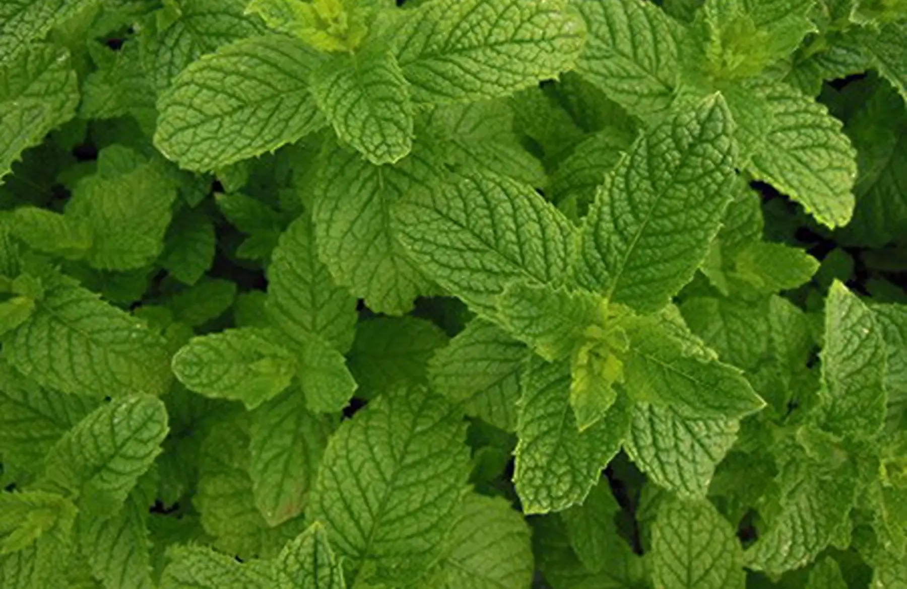 menthe