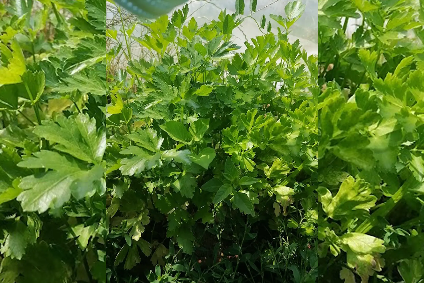 persil