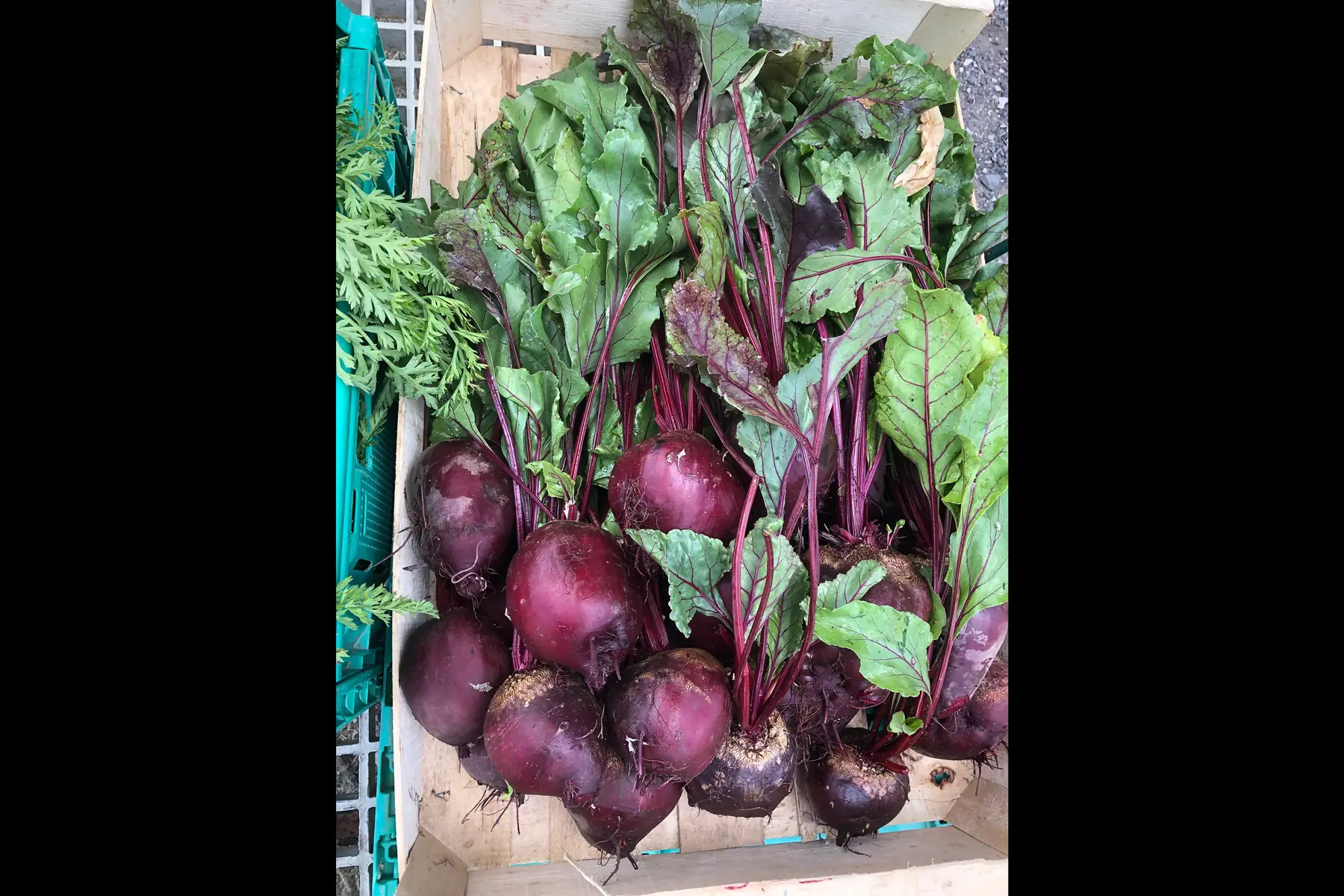Betteraves rouges
