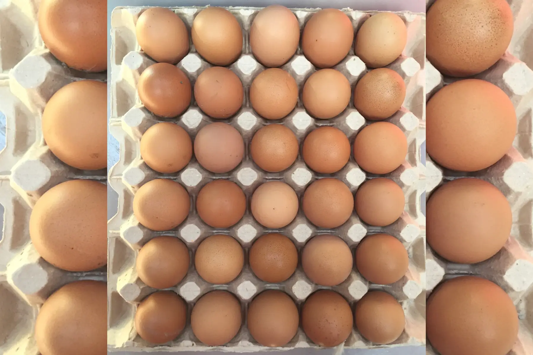 plaque de 30 oeufs ab