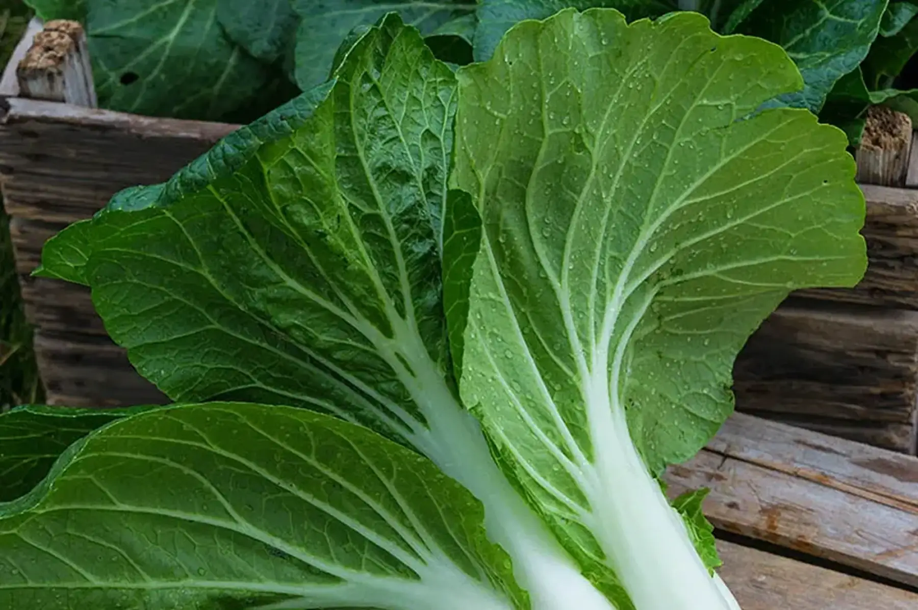 pak choi