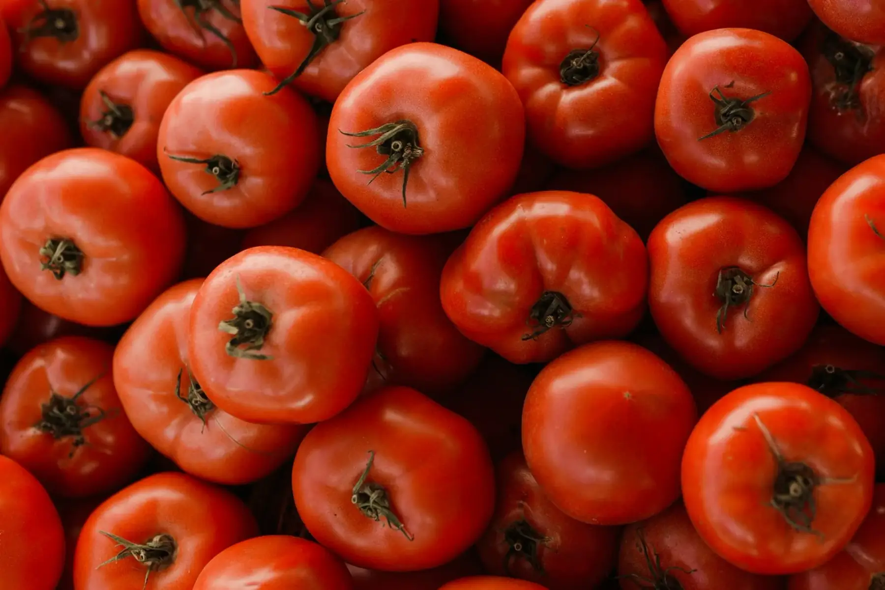 tomate rouge