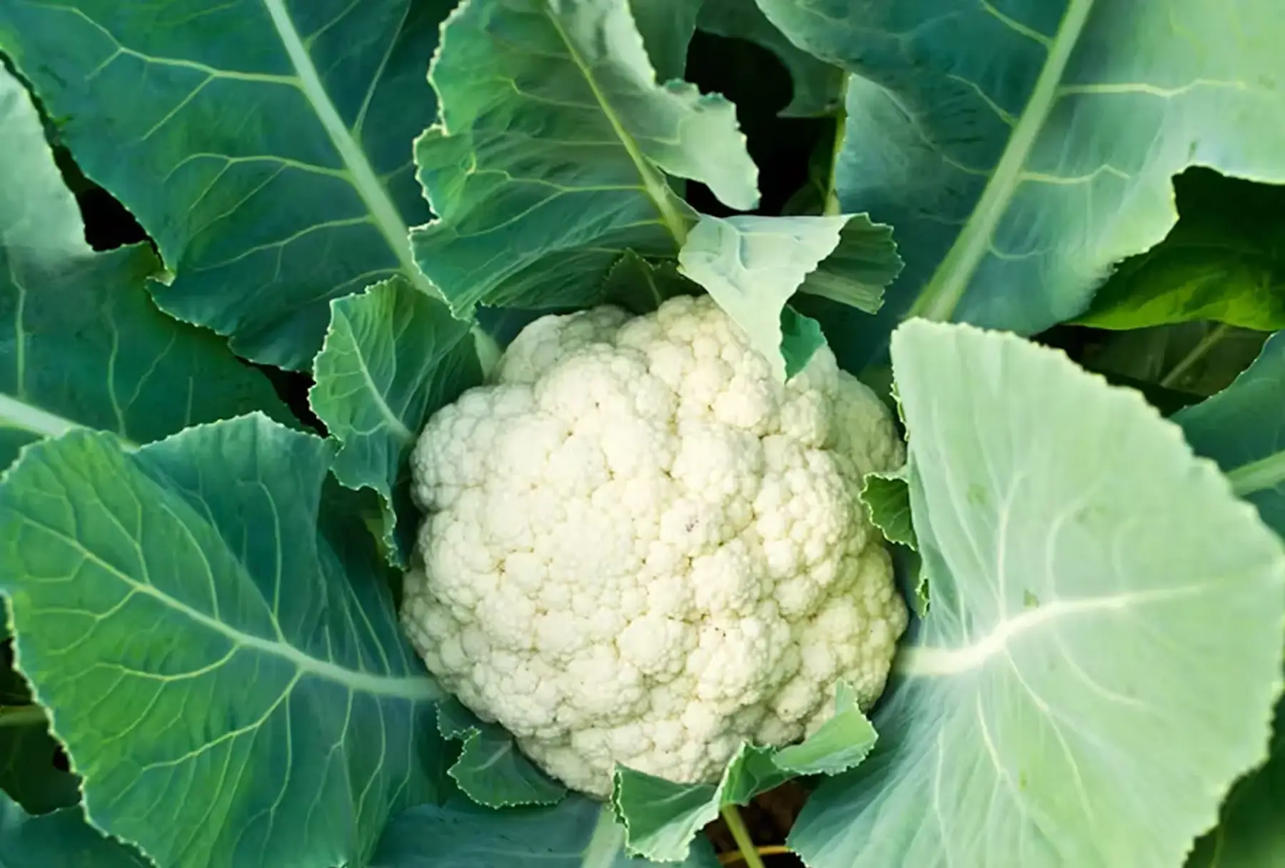 chou fleur