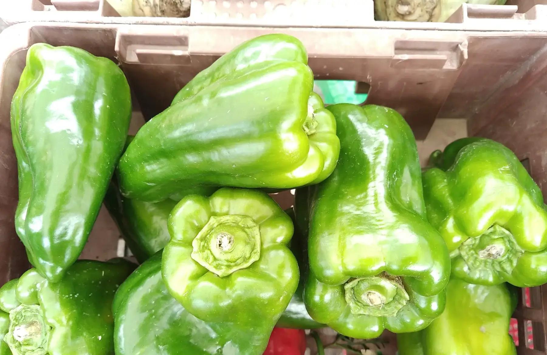 magasin - poivron vert