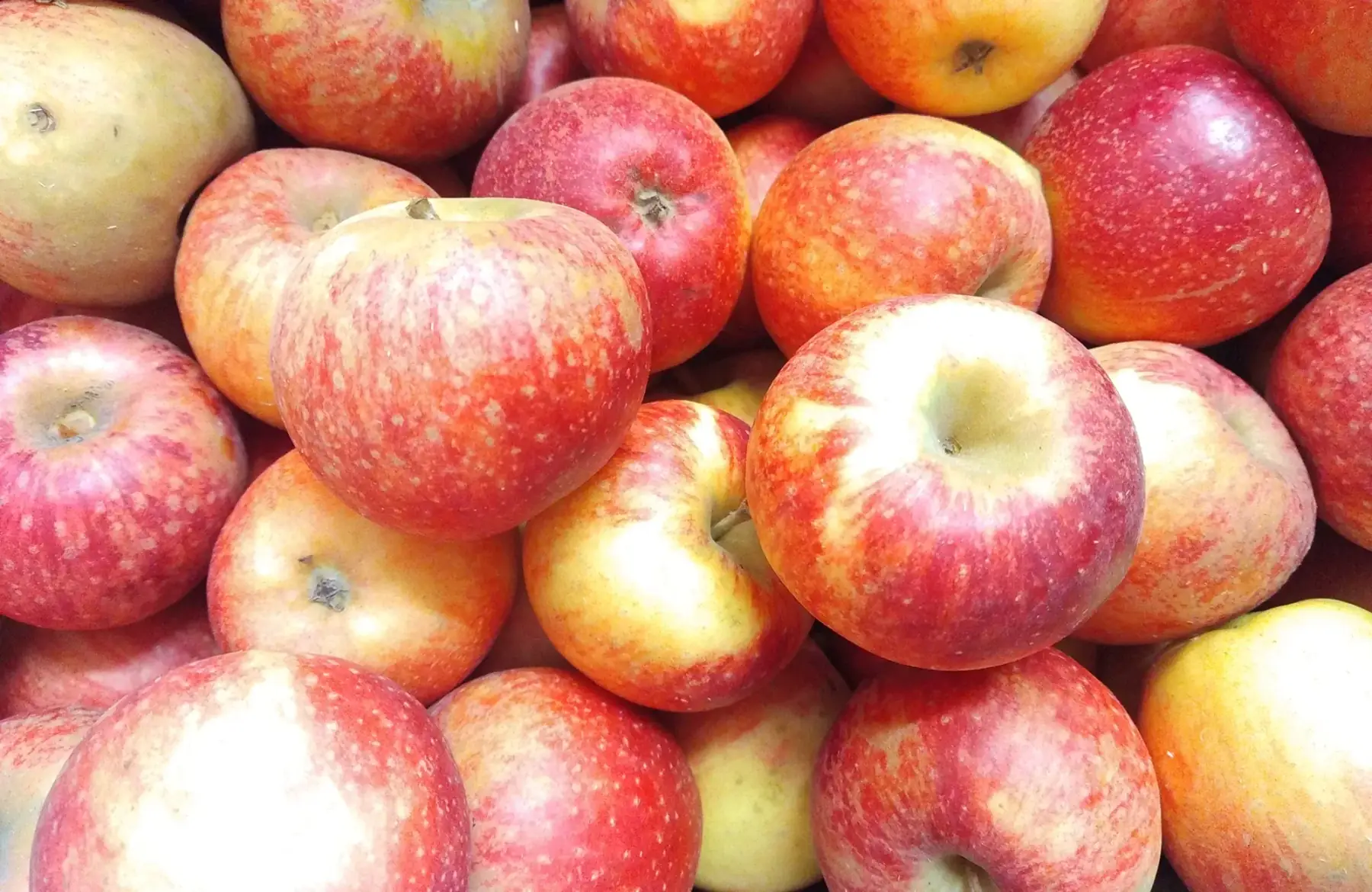 magasin - pomme nouvelle collina