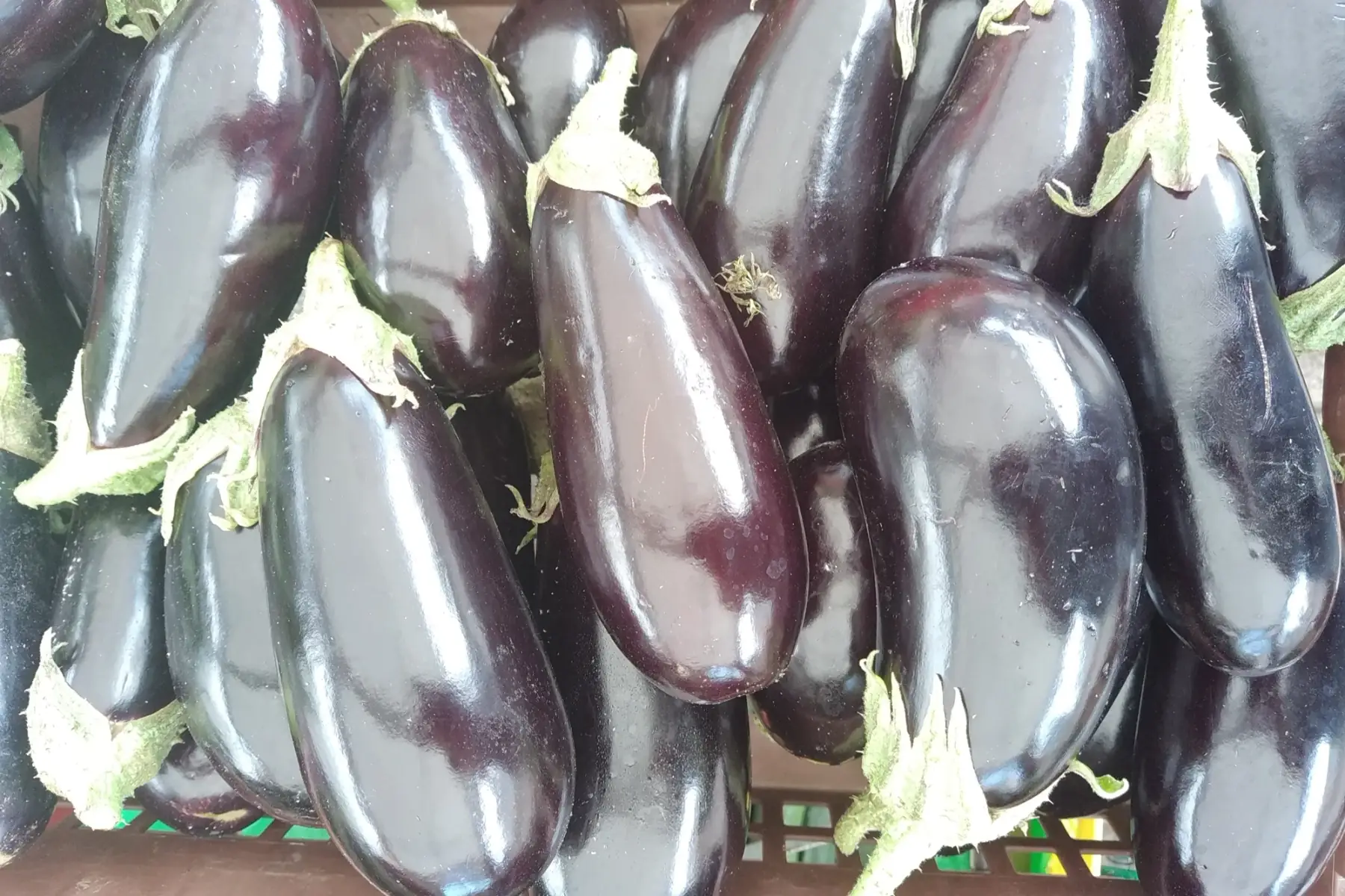 aubergine noire (jardin)