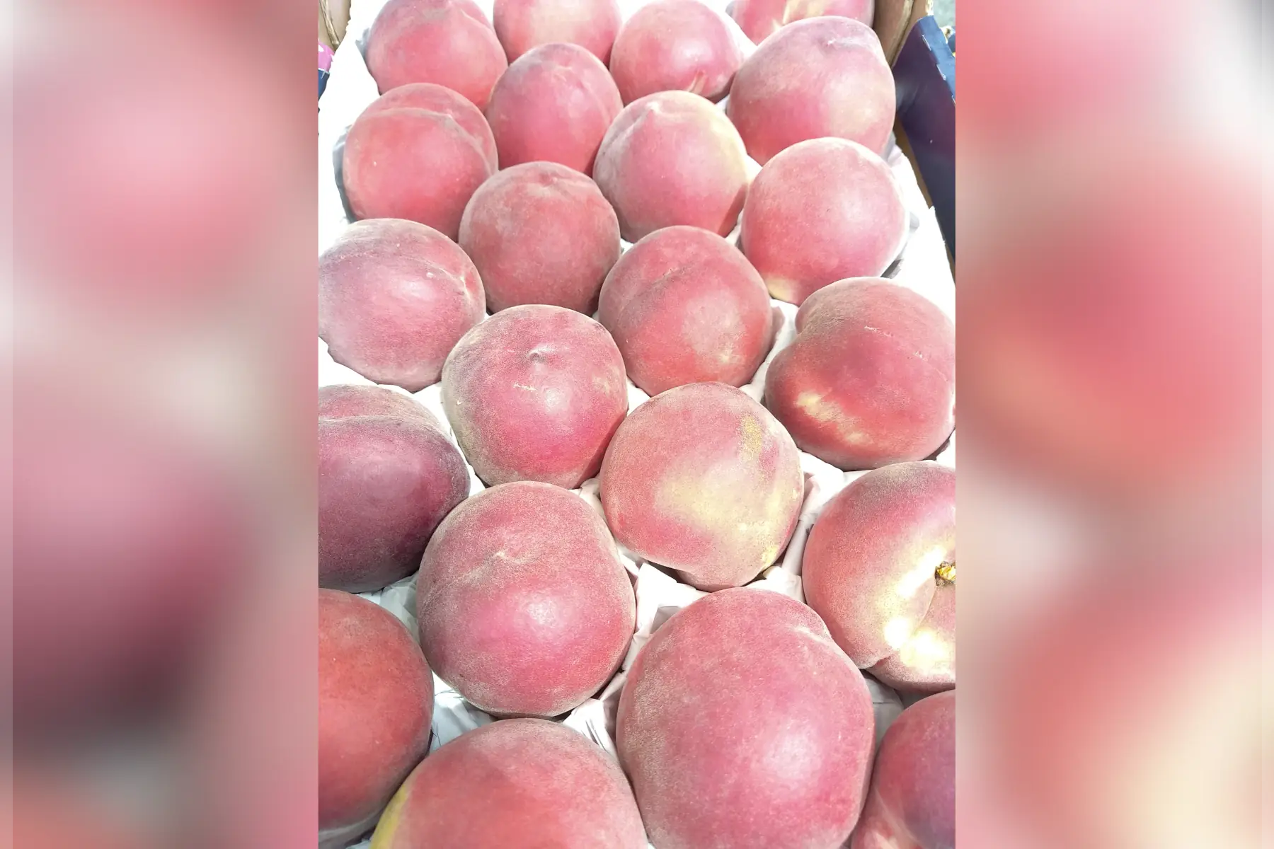 épicerie - pêche blanche