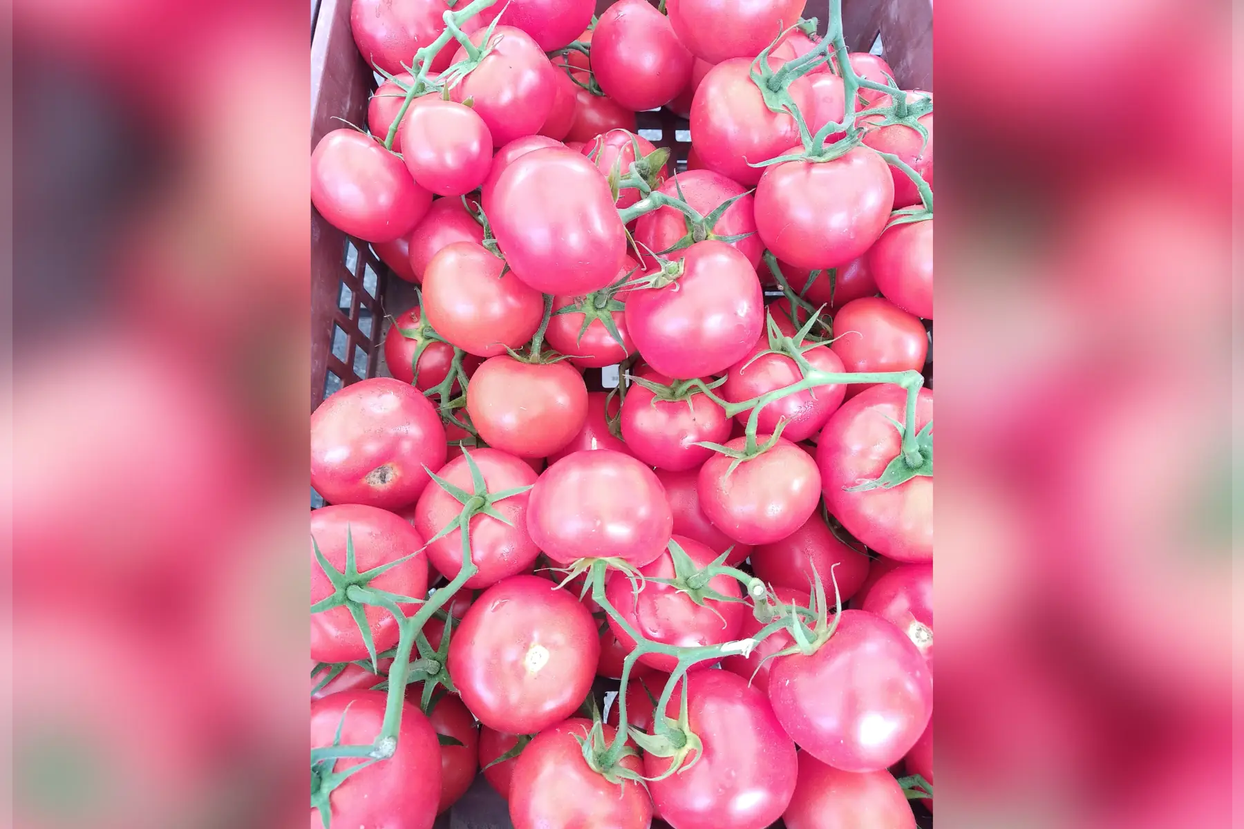 magasin - tomate grappe