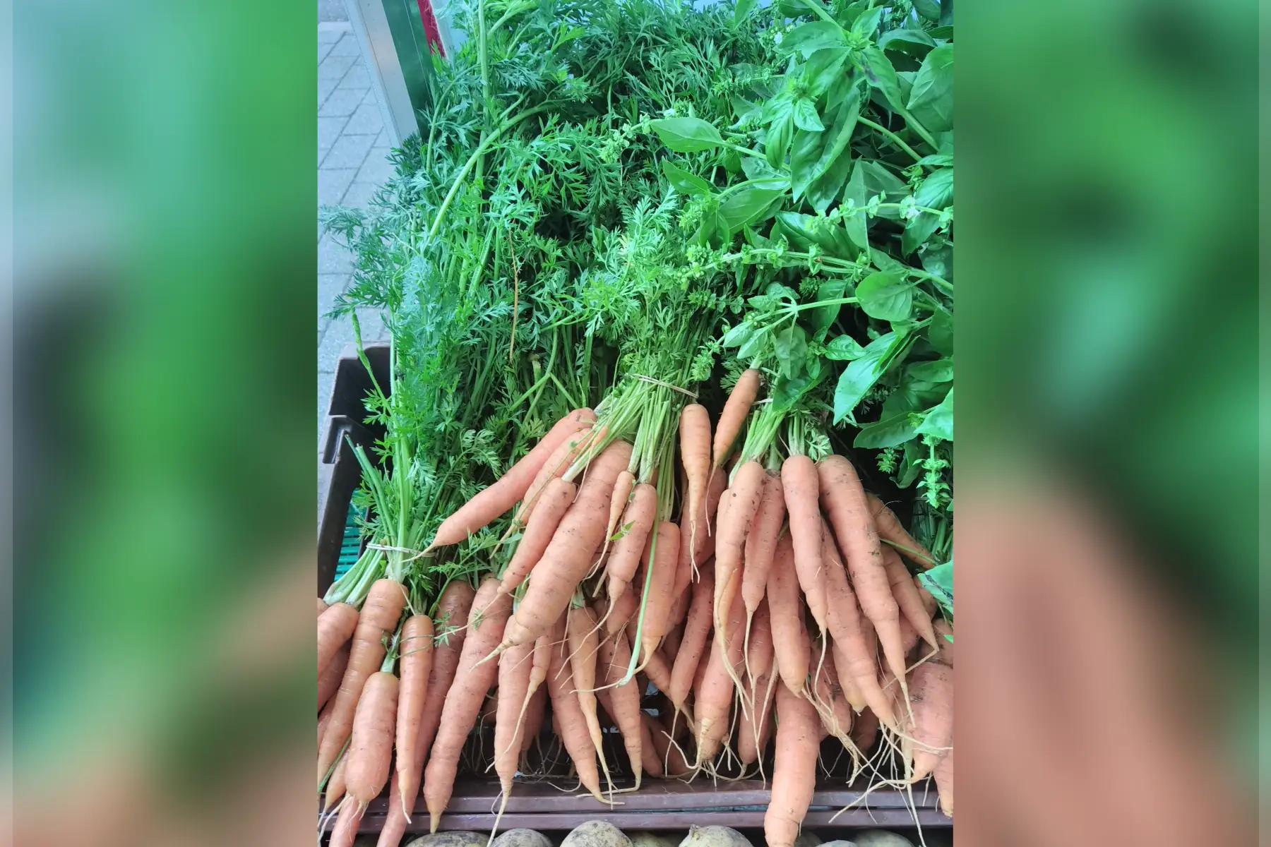 magasin - carotte botte