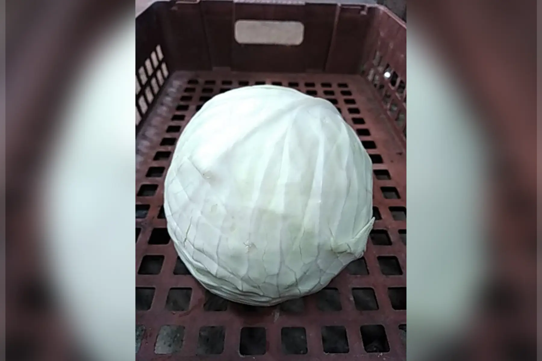 magasin - chou blanc 1p