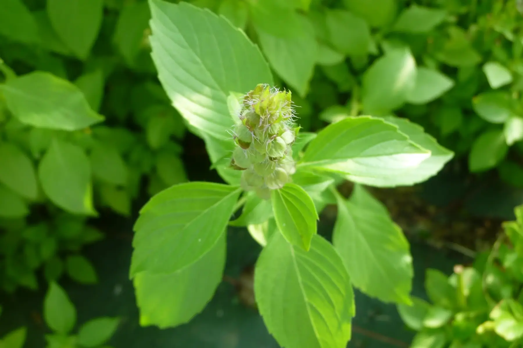 basilic citronné botte