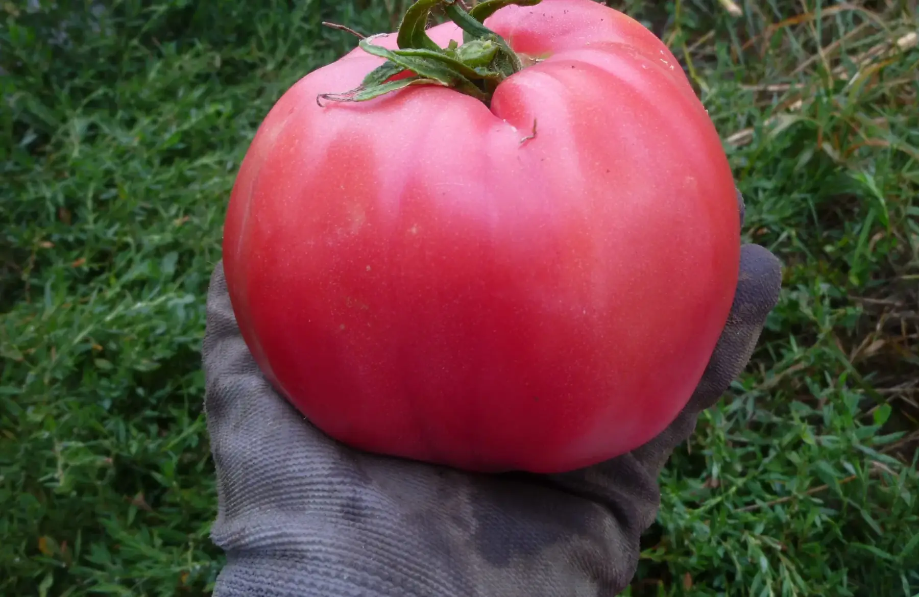 magasin - tomate rose de berne