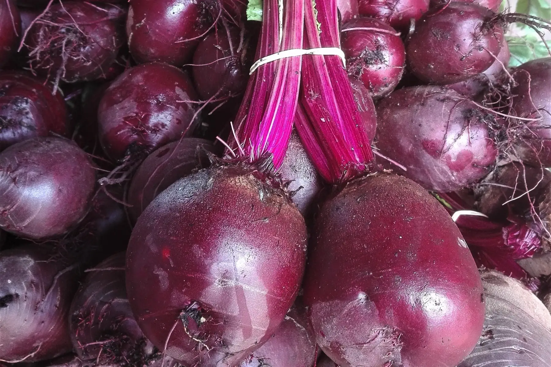 magasin - betterave rouge botte