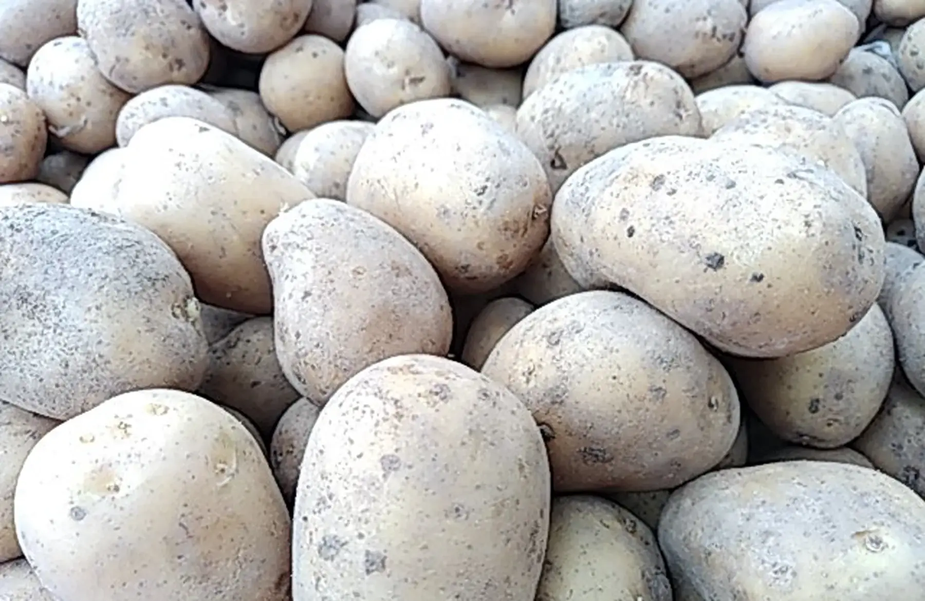 pomme de terre gourmandine