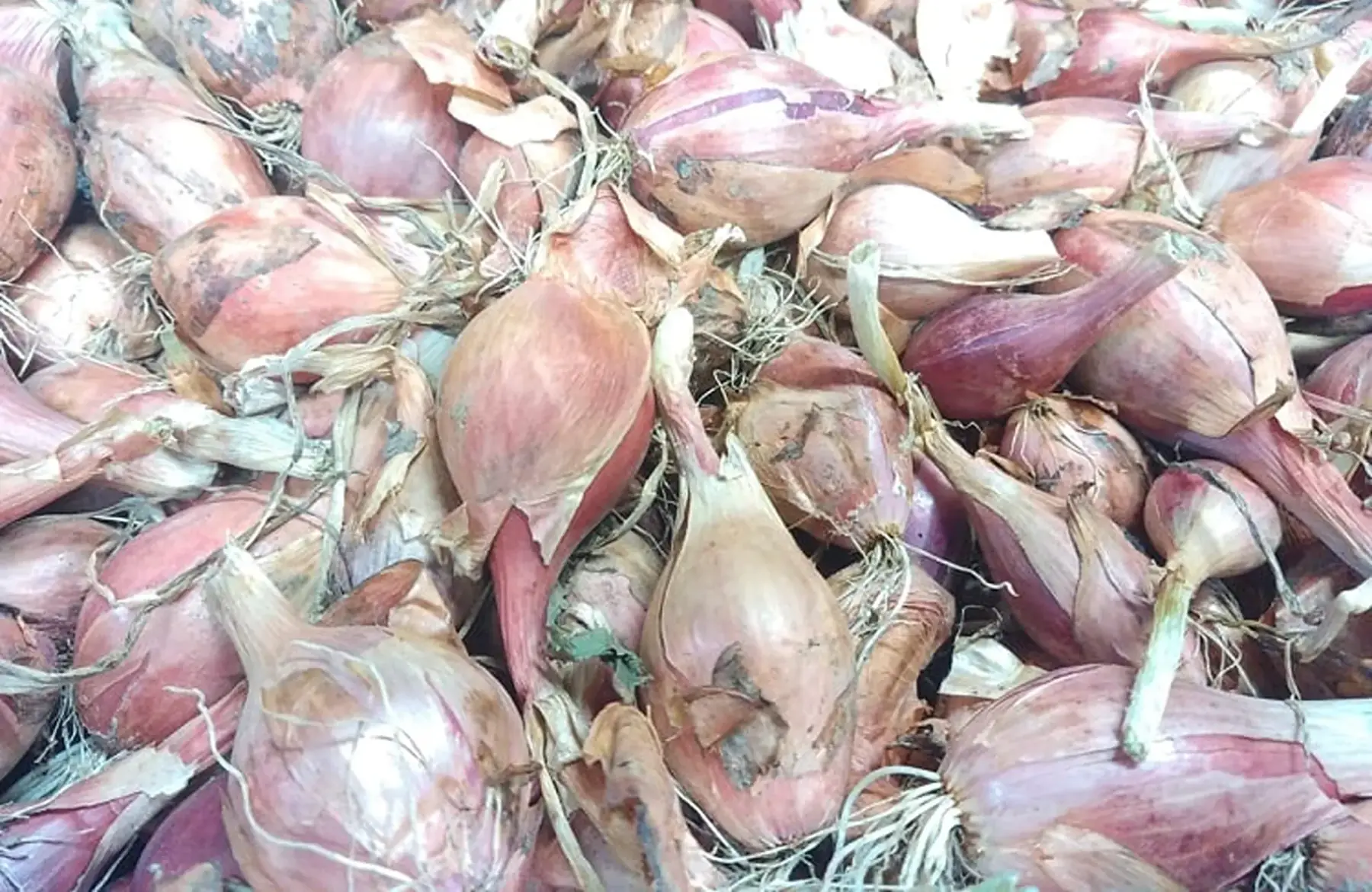 magasin - échalotes