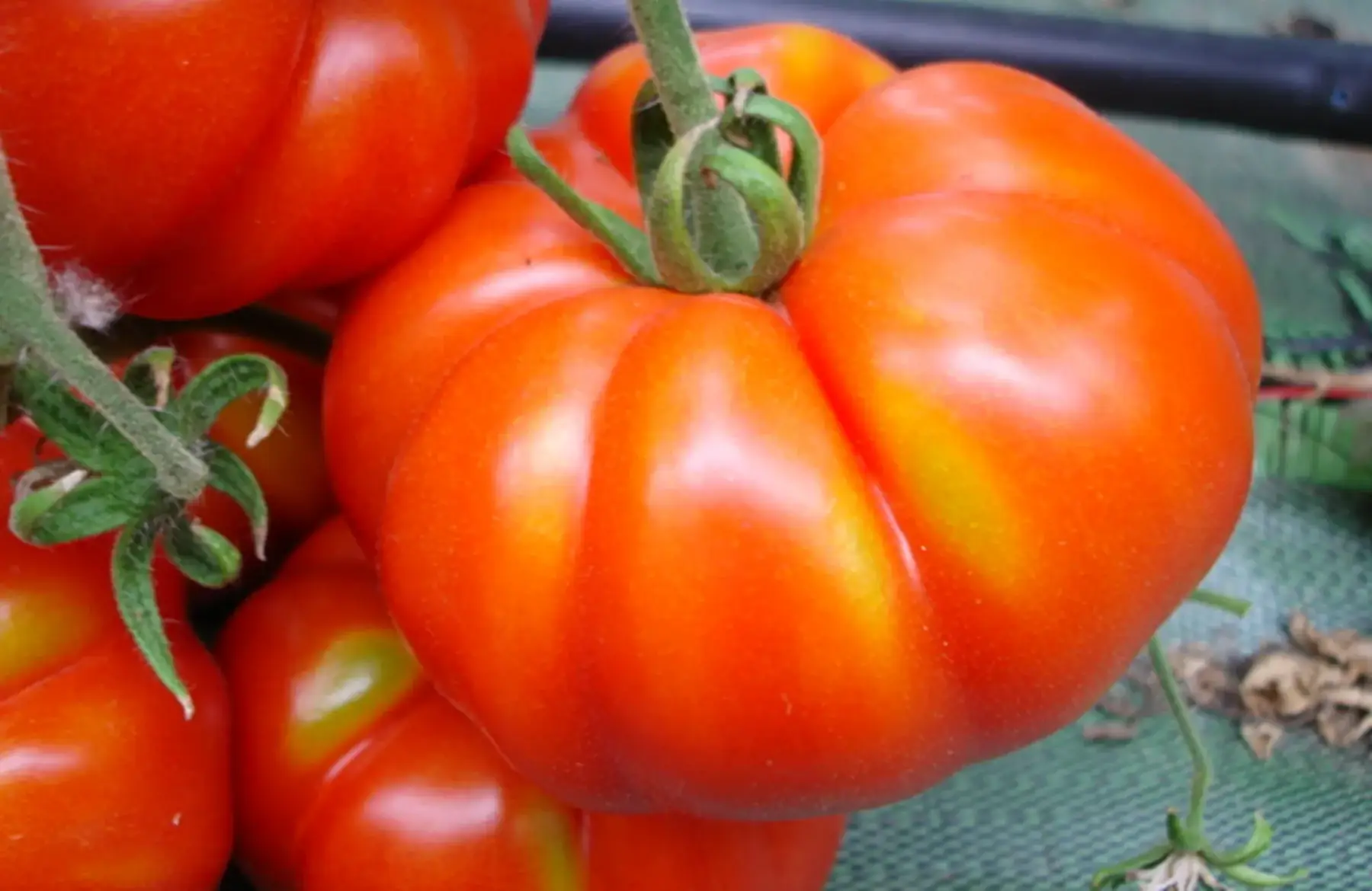 EARL le panier du jardin d'agnes