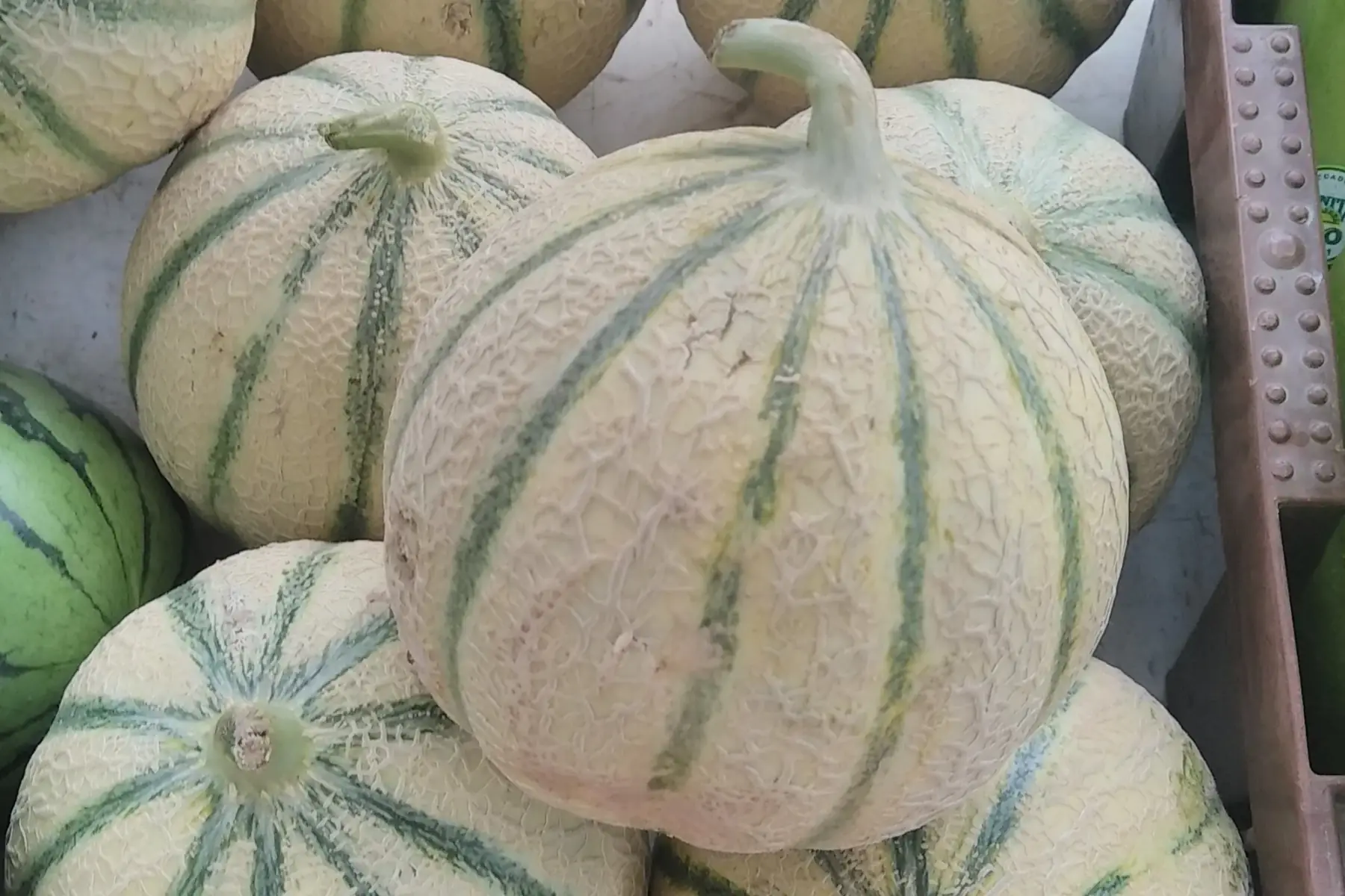 magasin - melon charentais