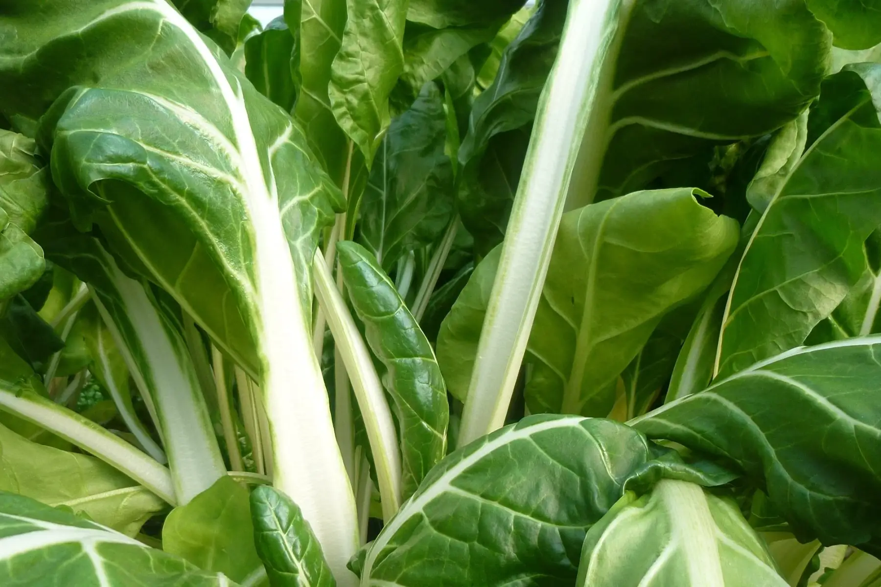 magasin - blette colorée en pied