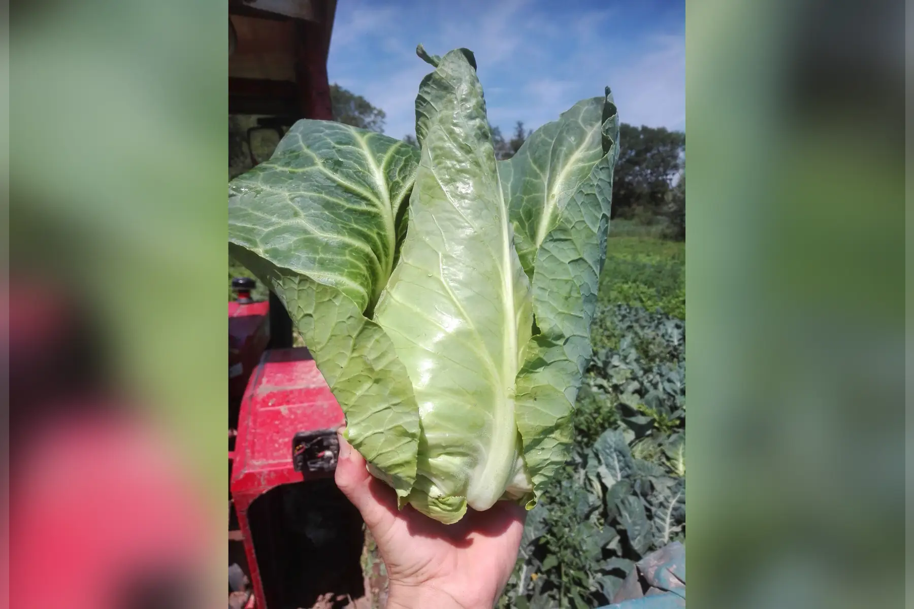 magasin - chou pointu 1p