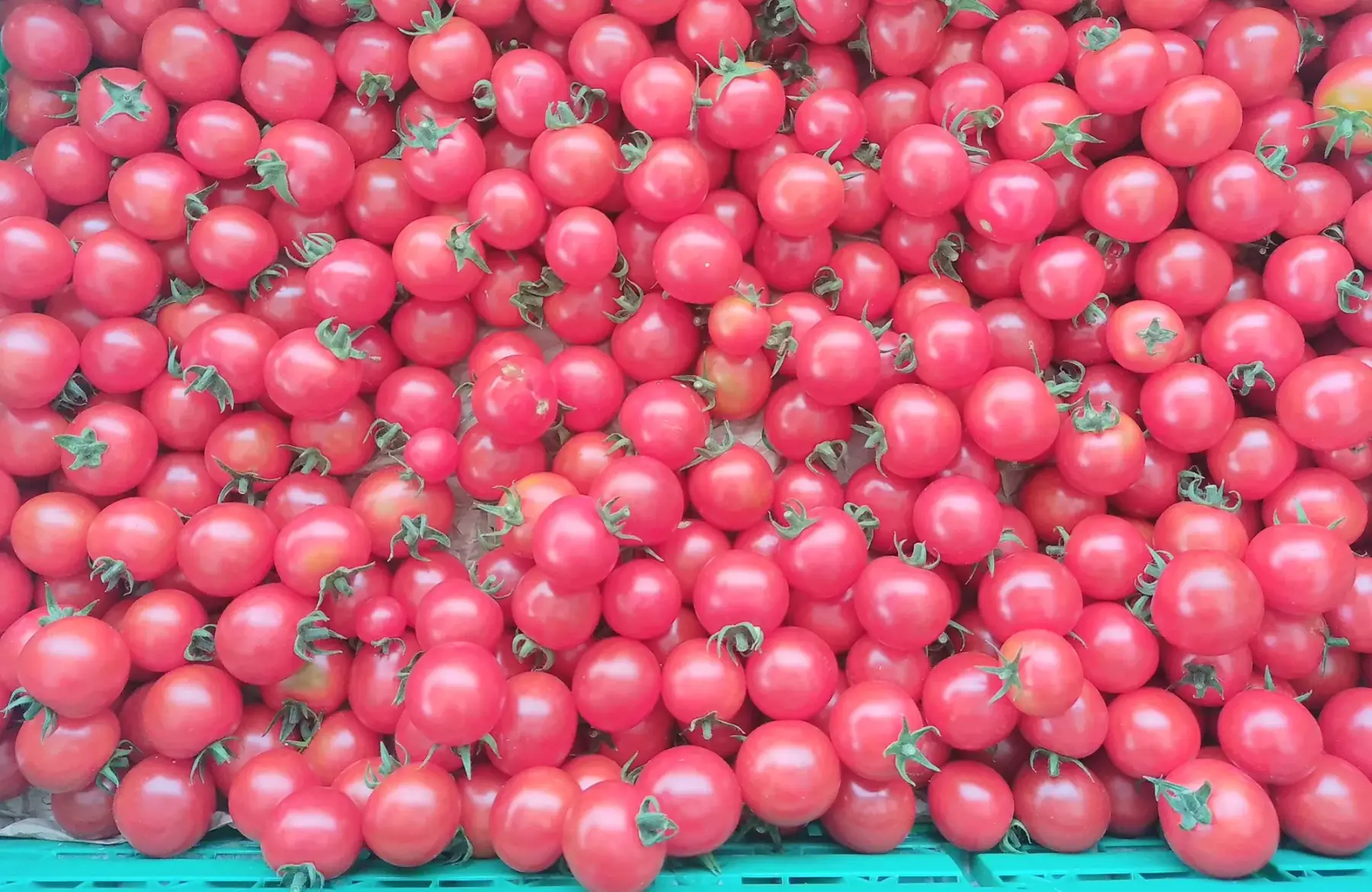 magasin - tomate cerise rouge
