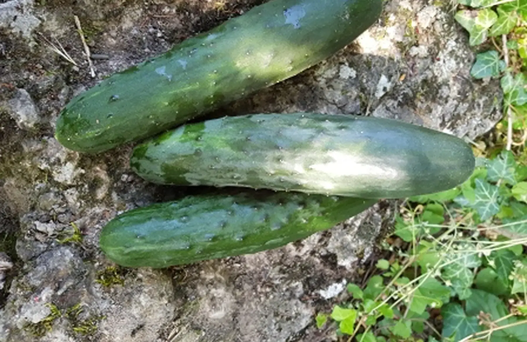 concombre court épineux