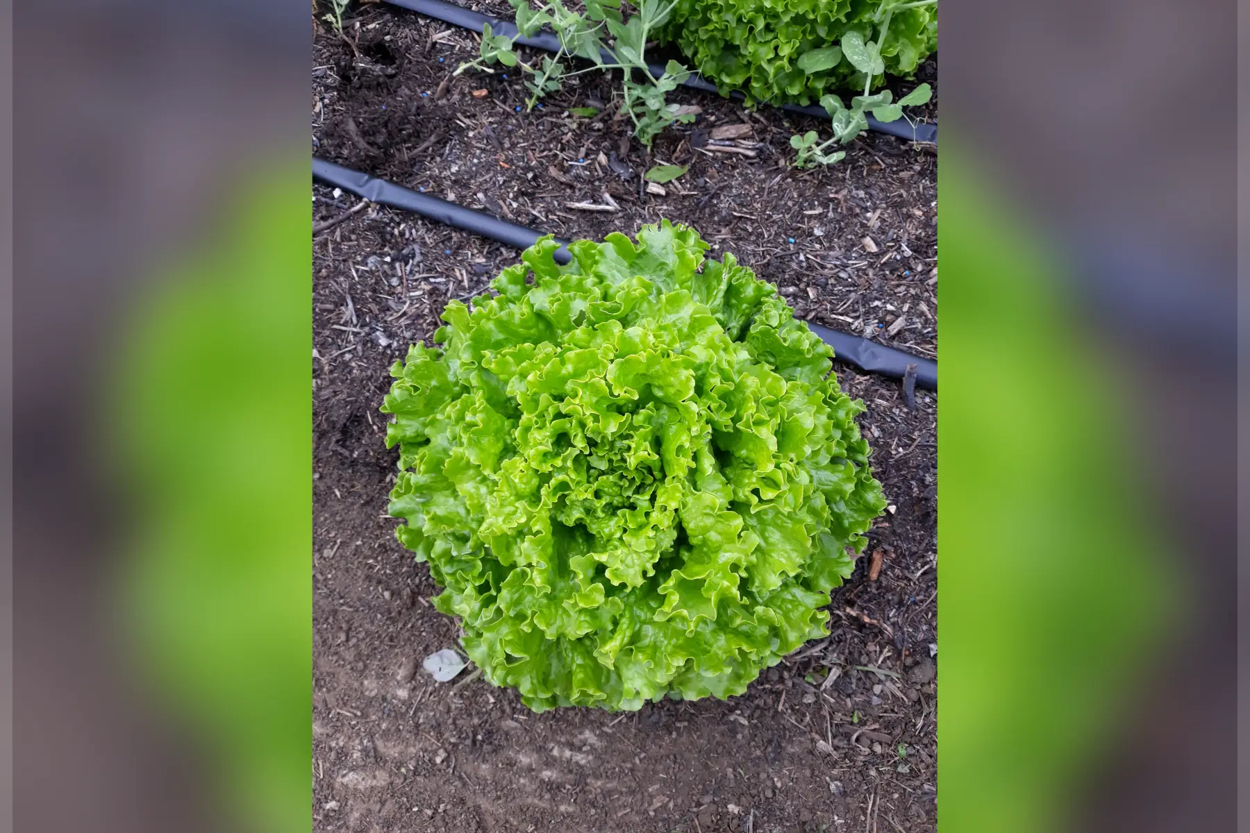 batavia " mignonne "