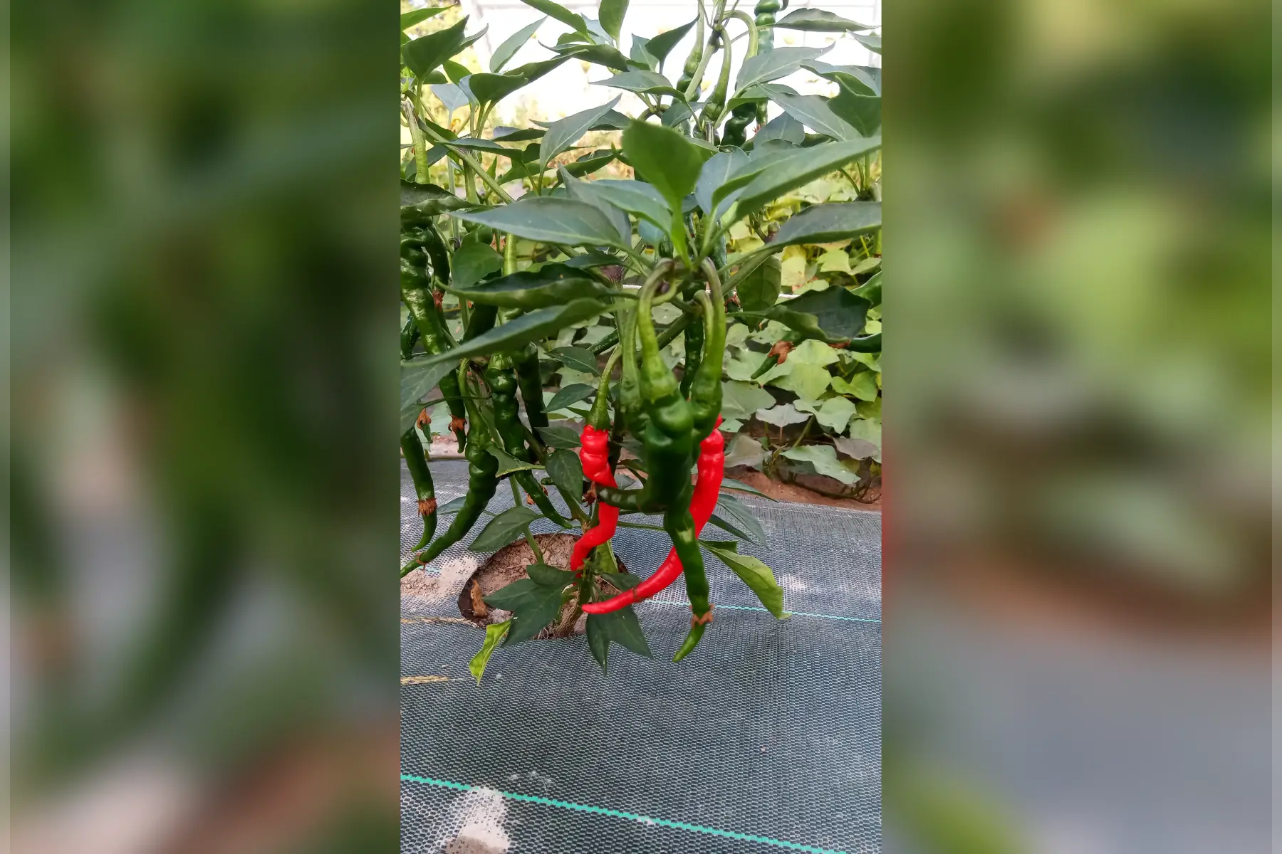 GAEC Le jardin du Chou Bleu