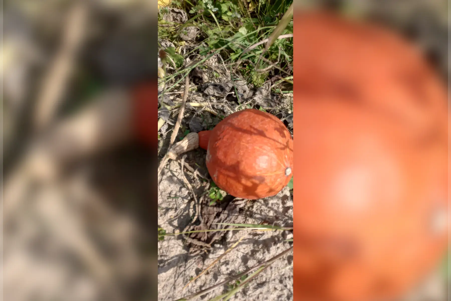 potimarron (petite 1 kg, moyenne 1,5kg , grosse plus de 1,8kg)