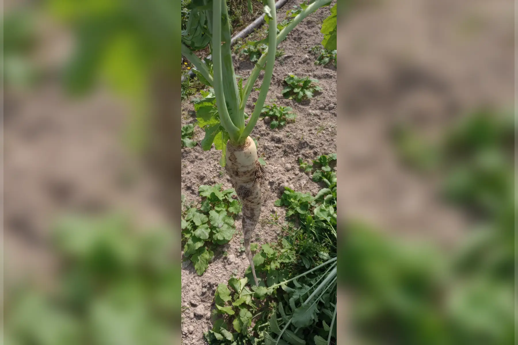 radis d'hiver - daïkon