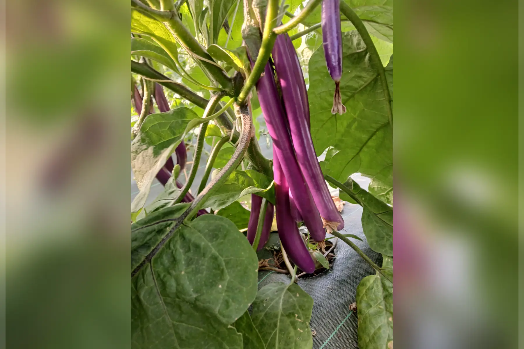 Aubergine type "japonaise"