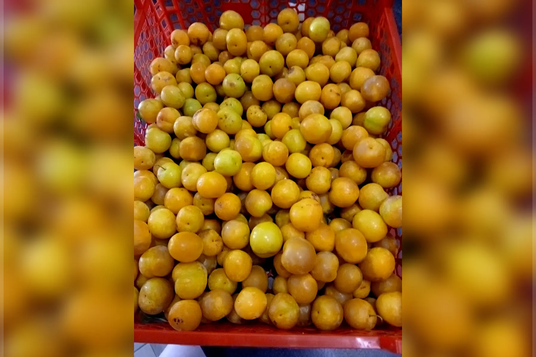 Prunes