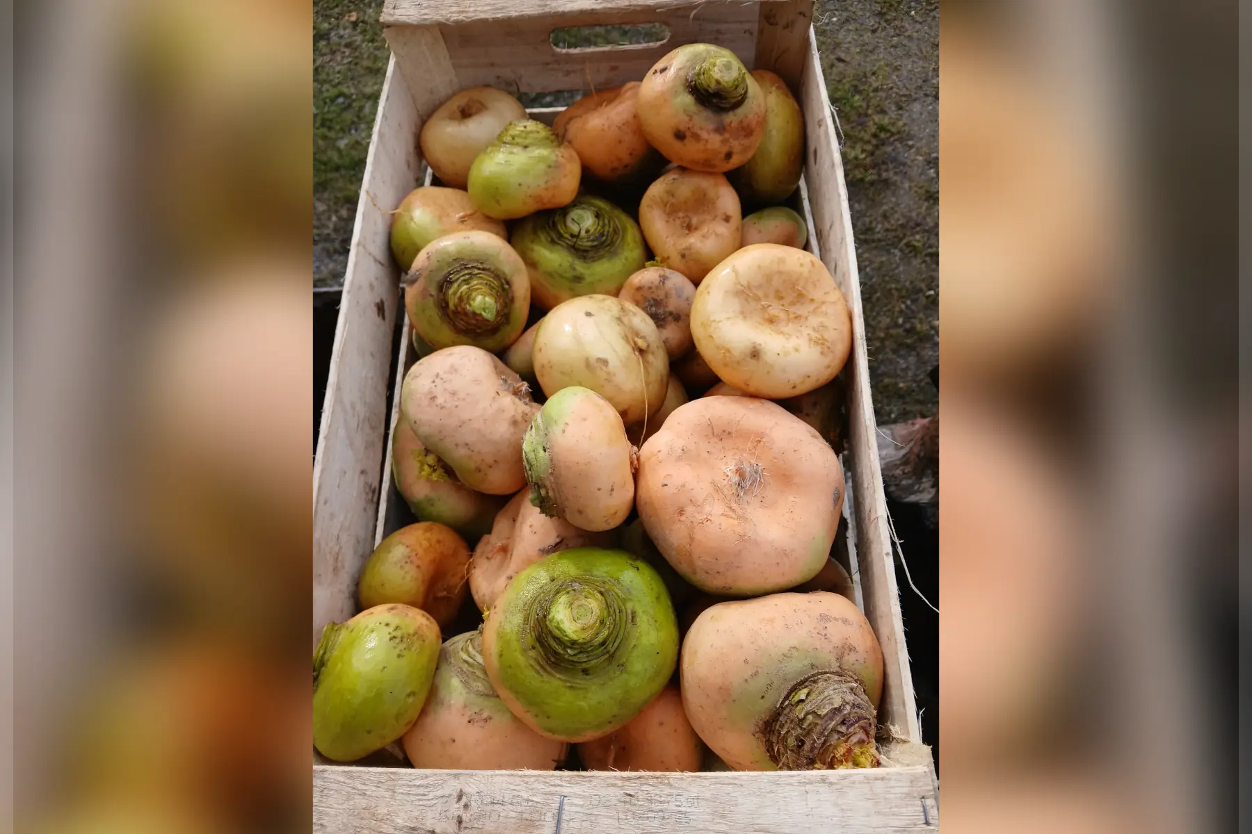 Navets jaunes type boule d'or