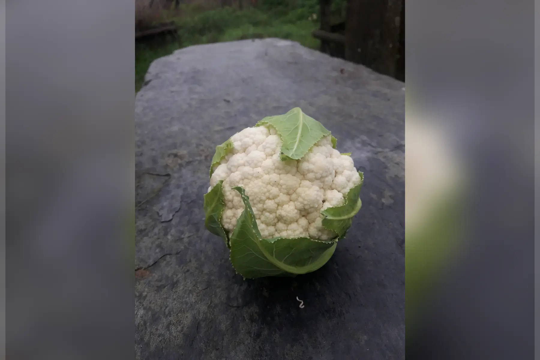 chou fleur