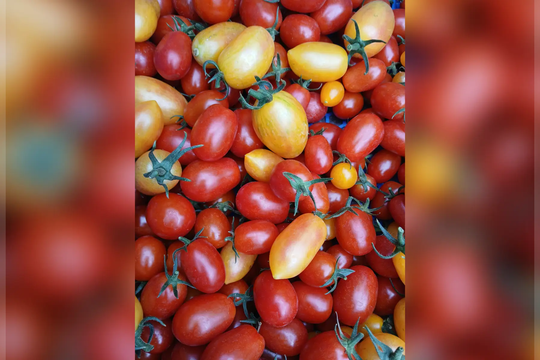 tomates cerises