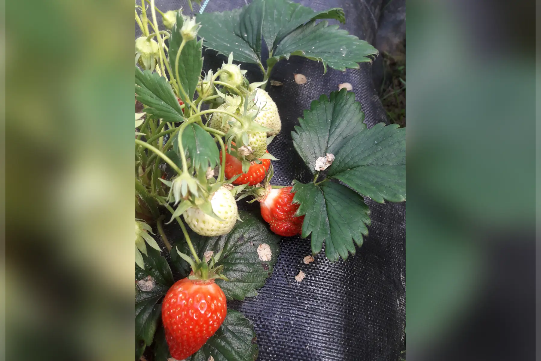 Fraise