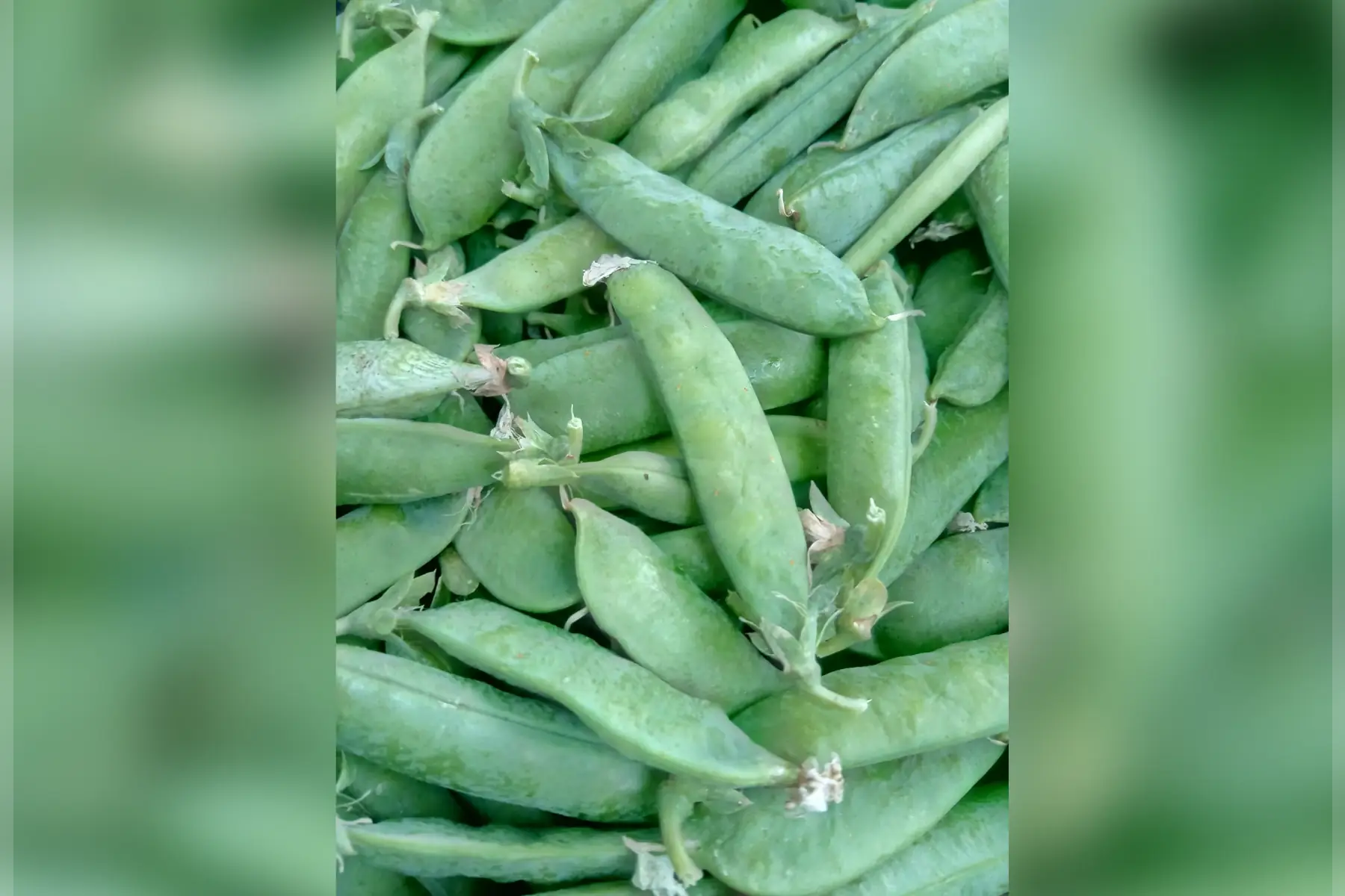 petit pois