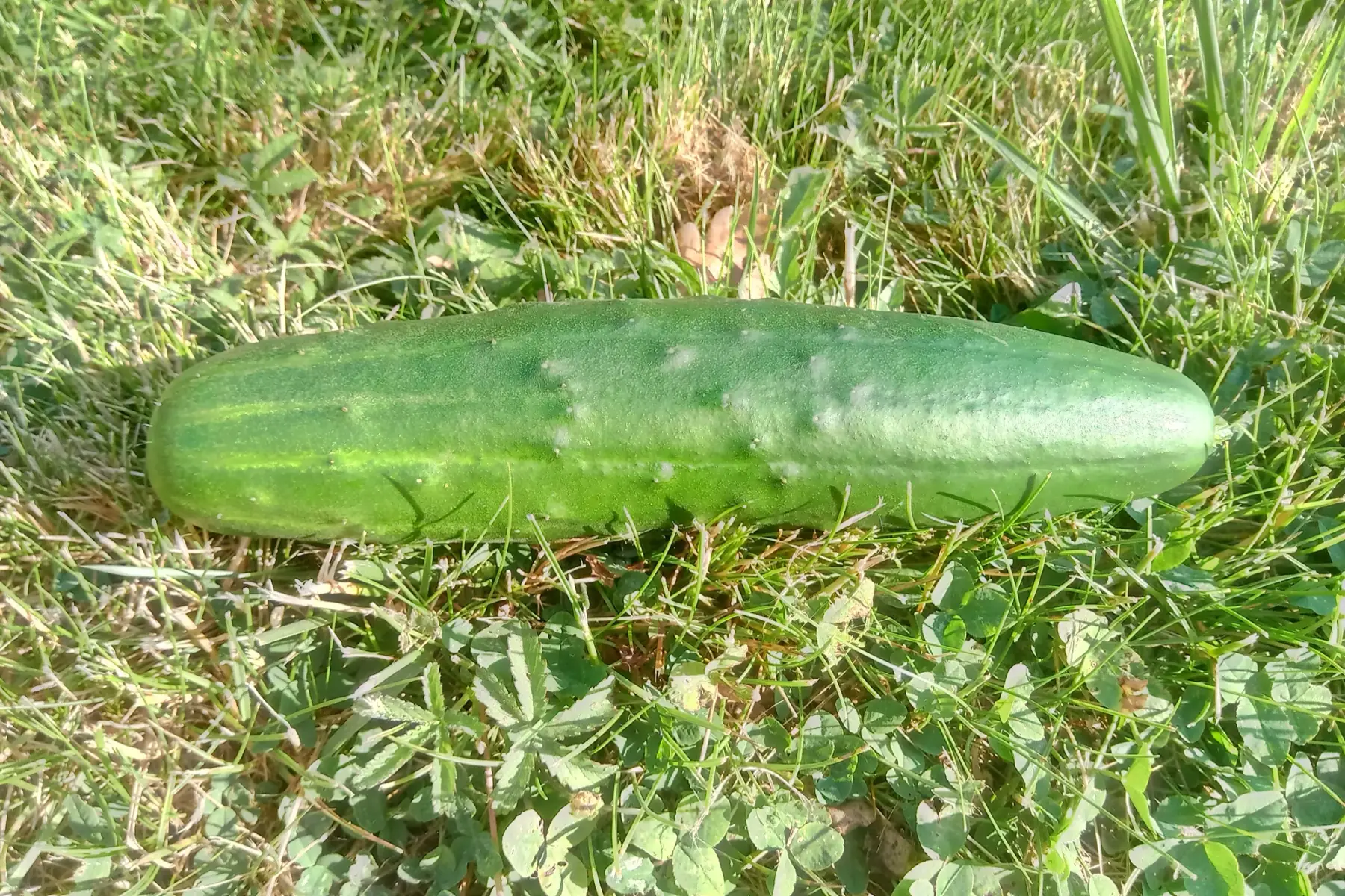 concombre epineux