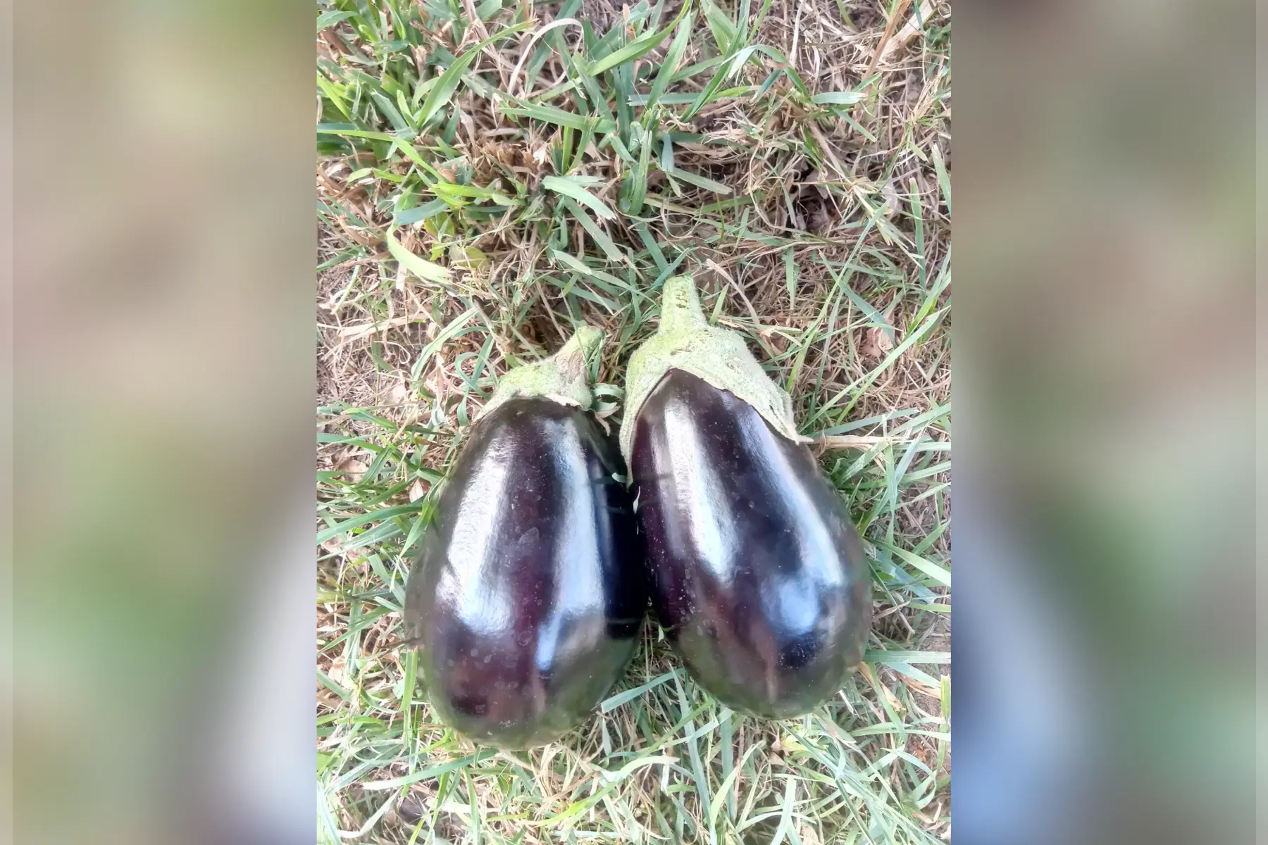 aubergine
