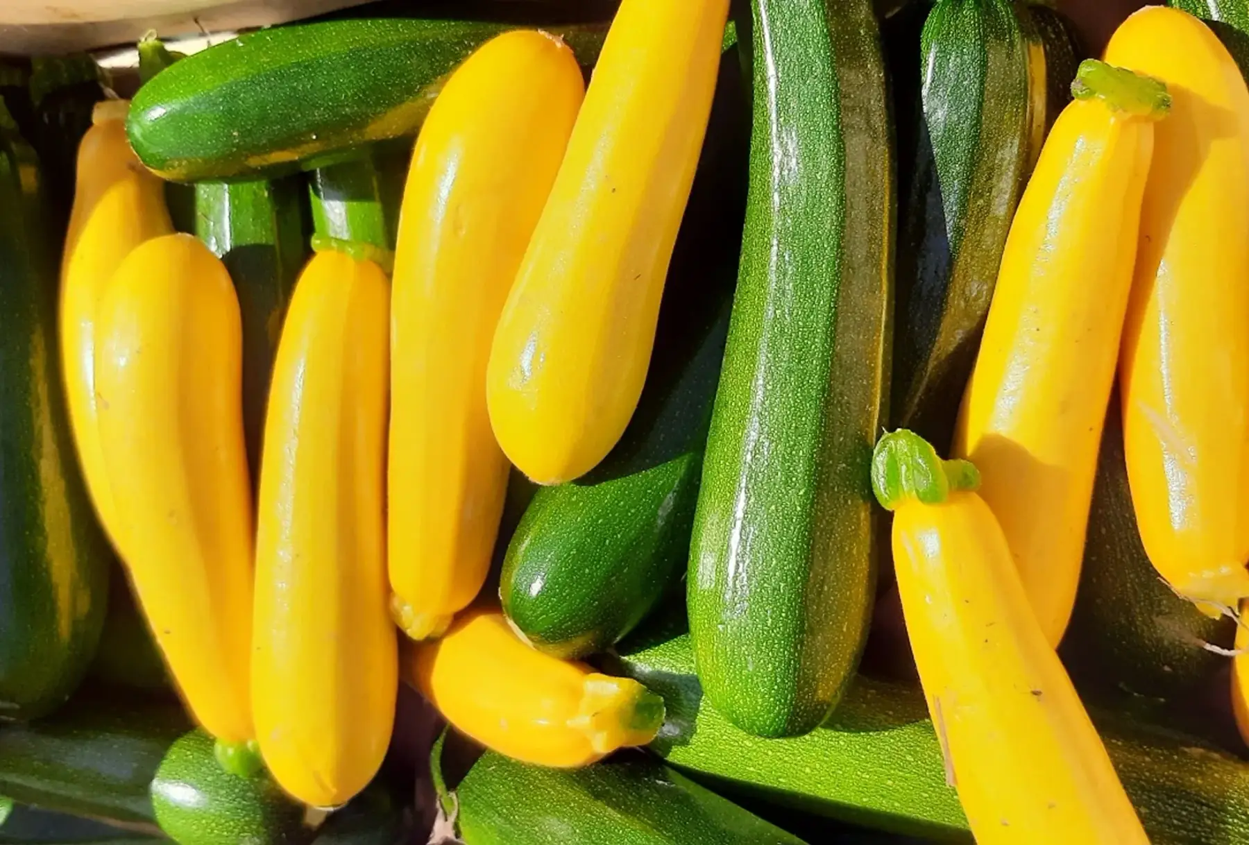 Courgettes en lot