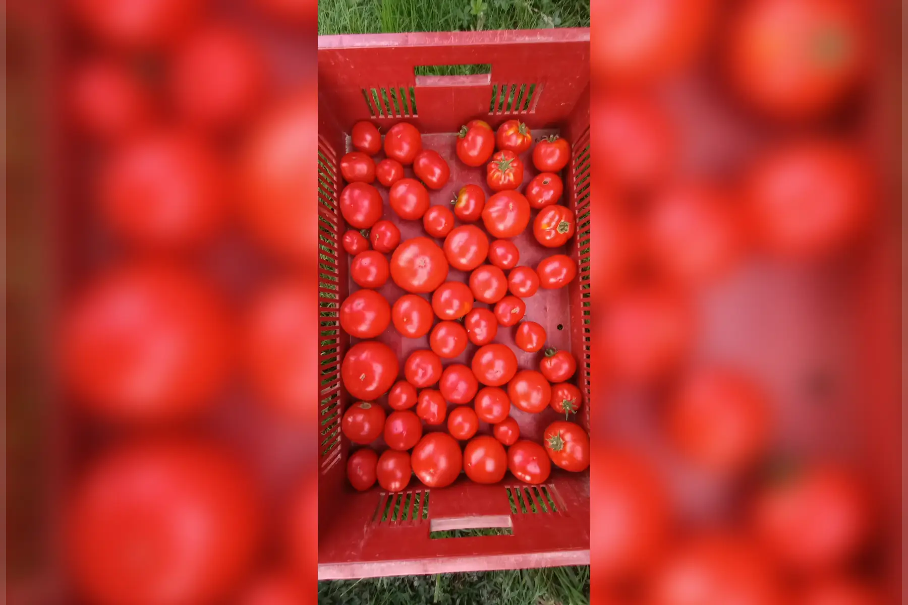 tomates rondes