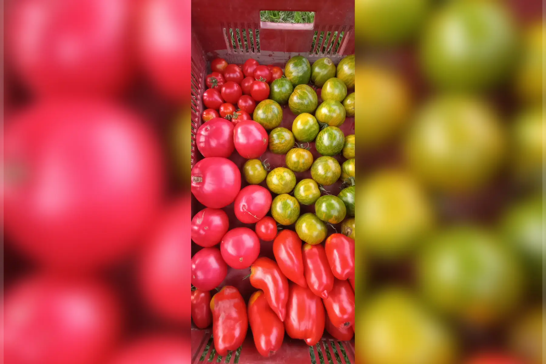tomates anciennes