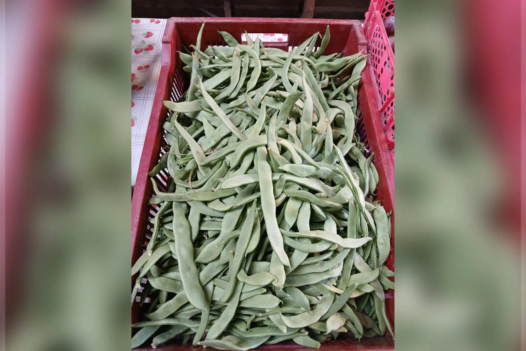 Haricot vert plat - PROMOTION