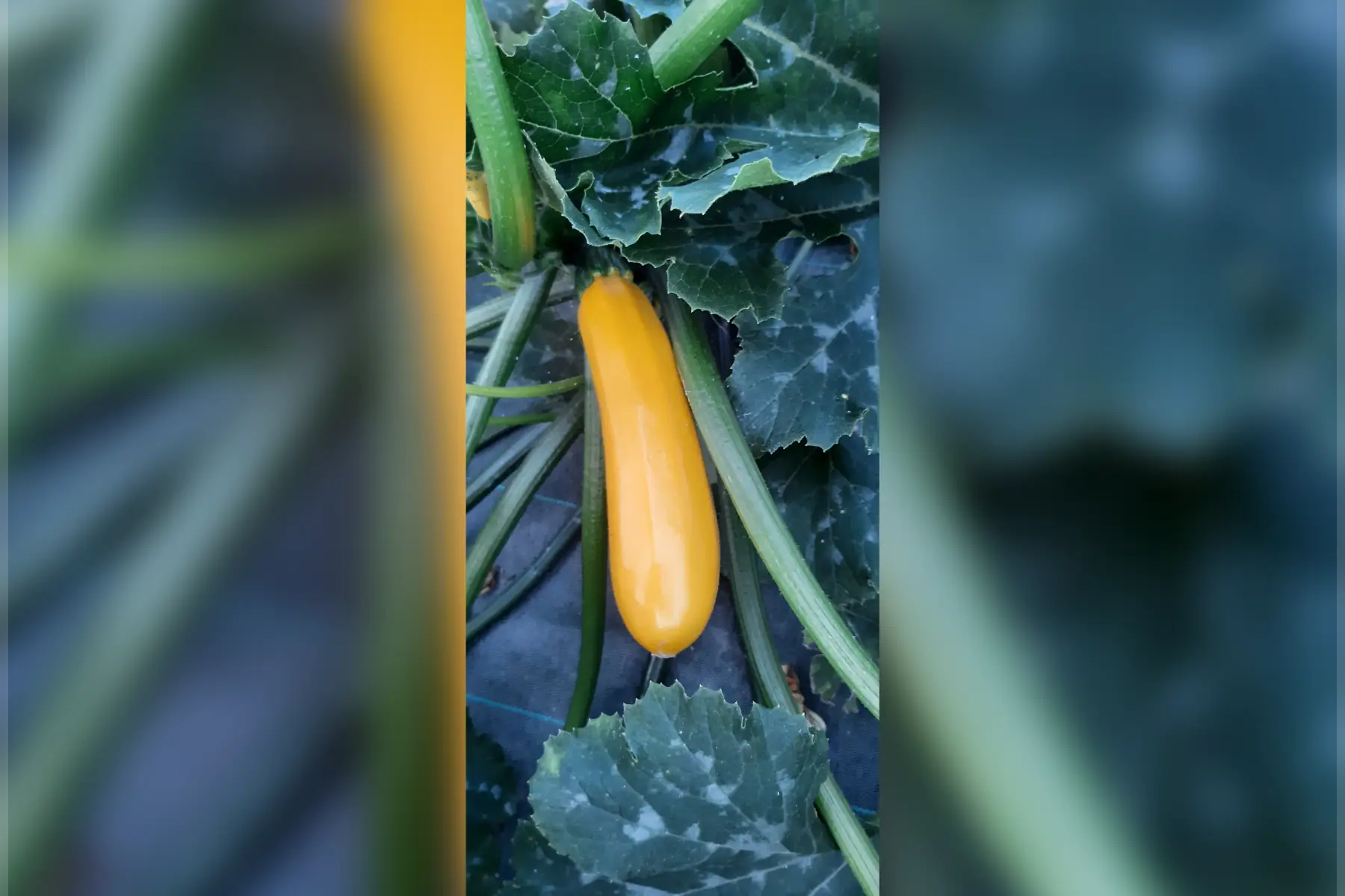 courgettes longues jaunes