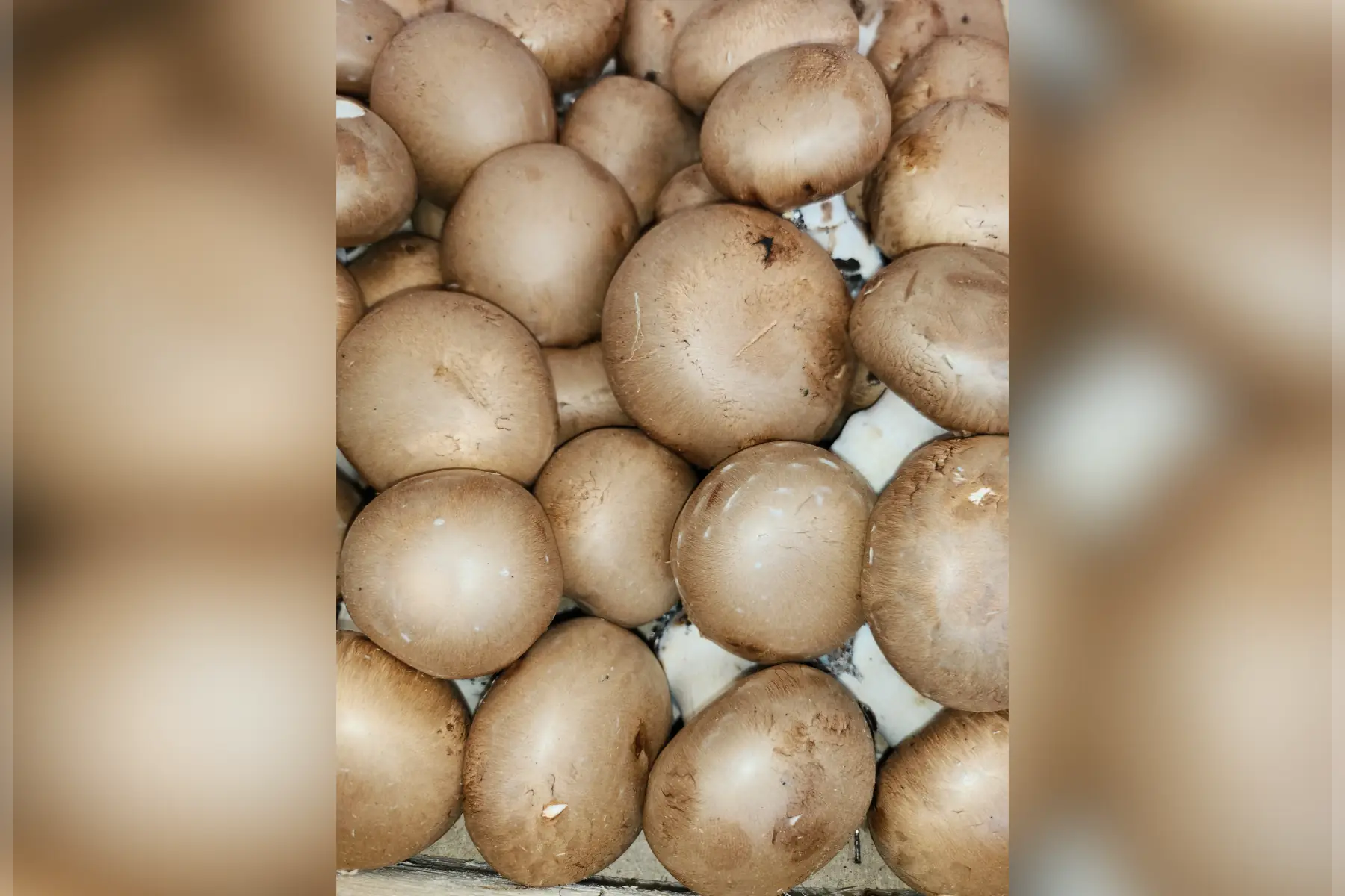 champignons de paris bruns