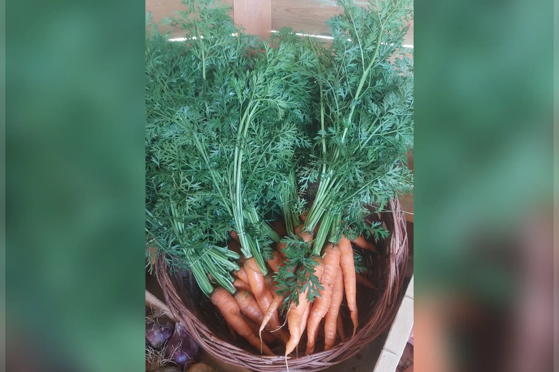 carottes nouvelles