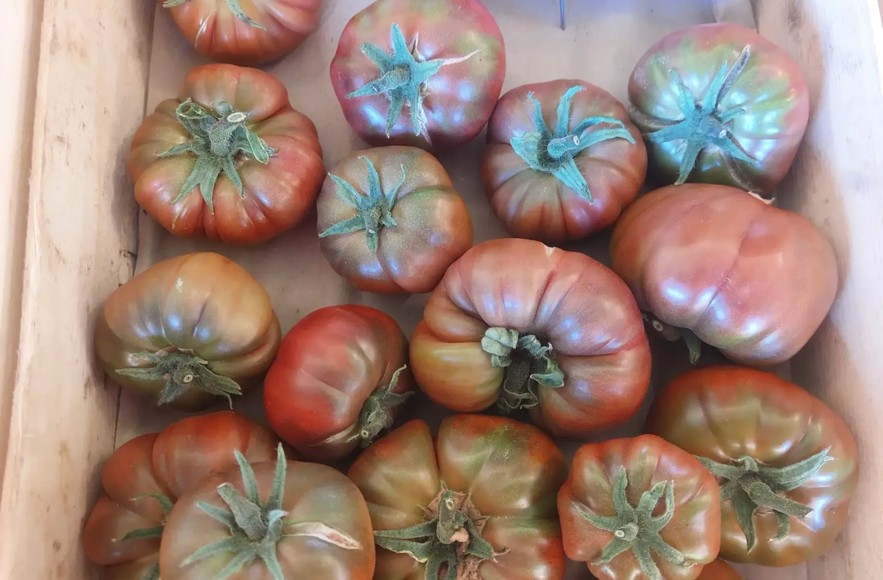 tomates anciennes