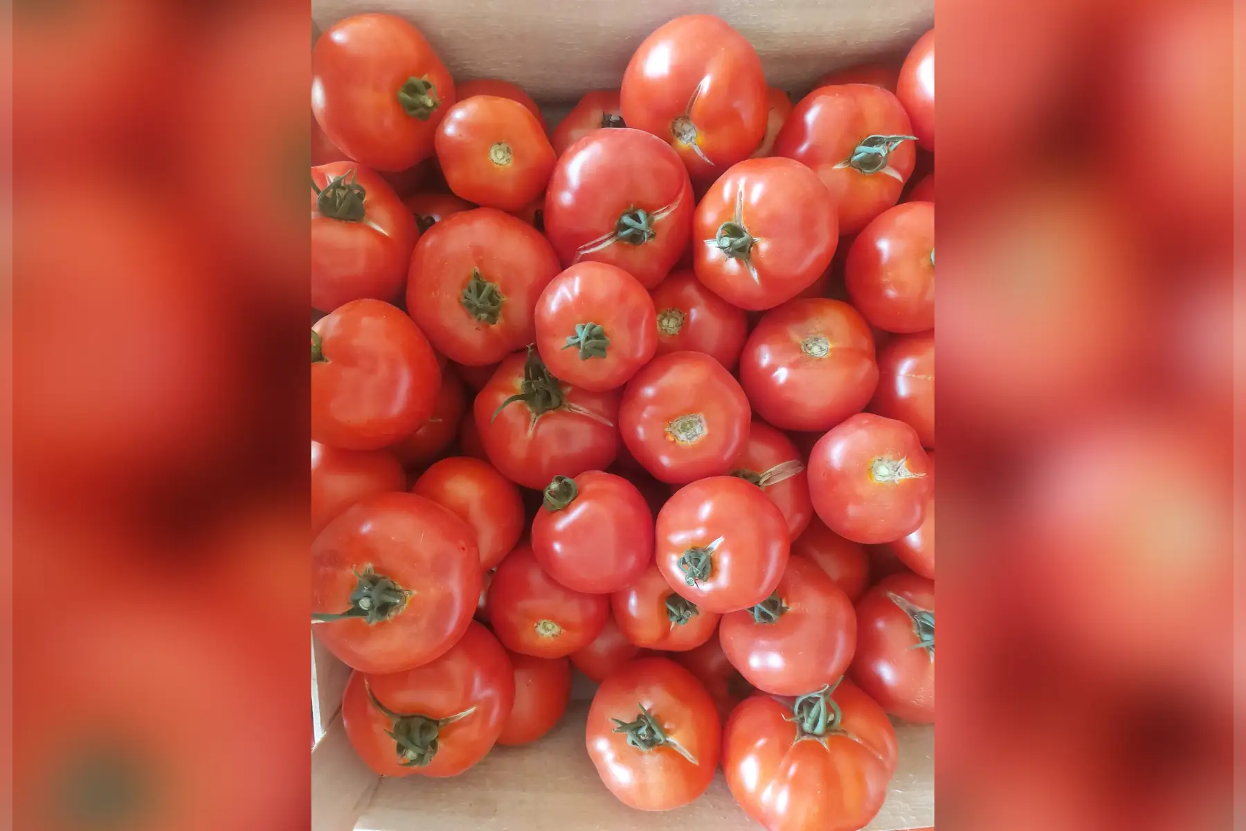 tomates rondes rouges