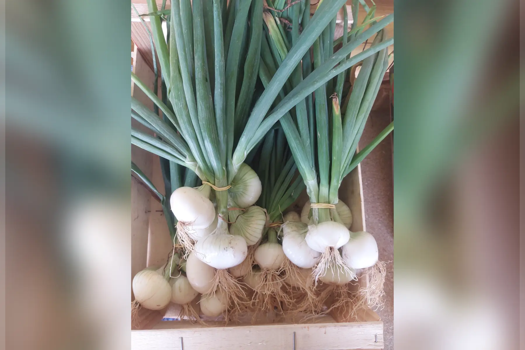 oignon blanc frais