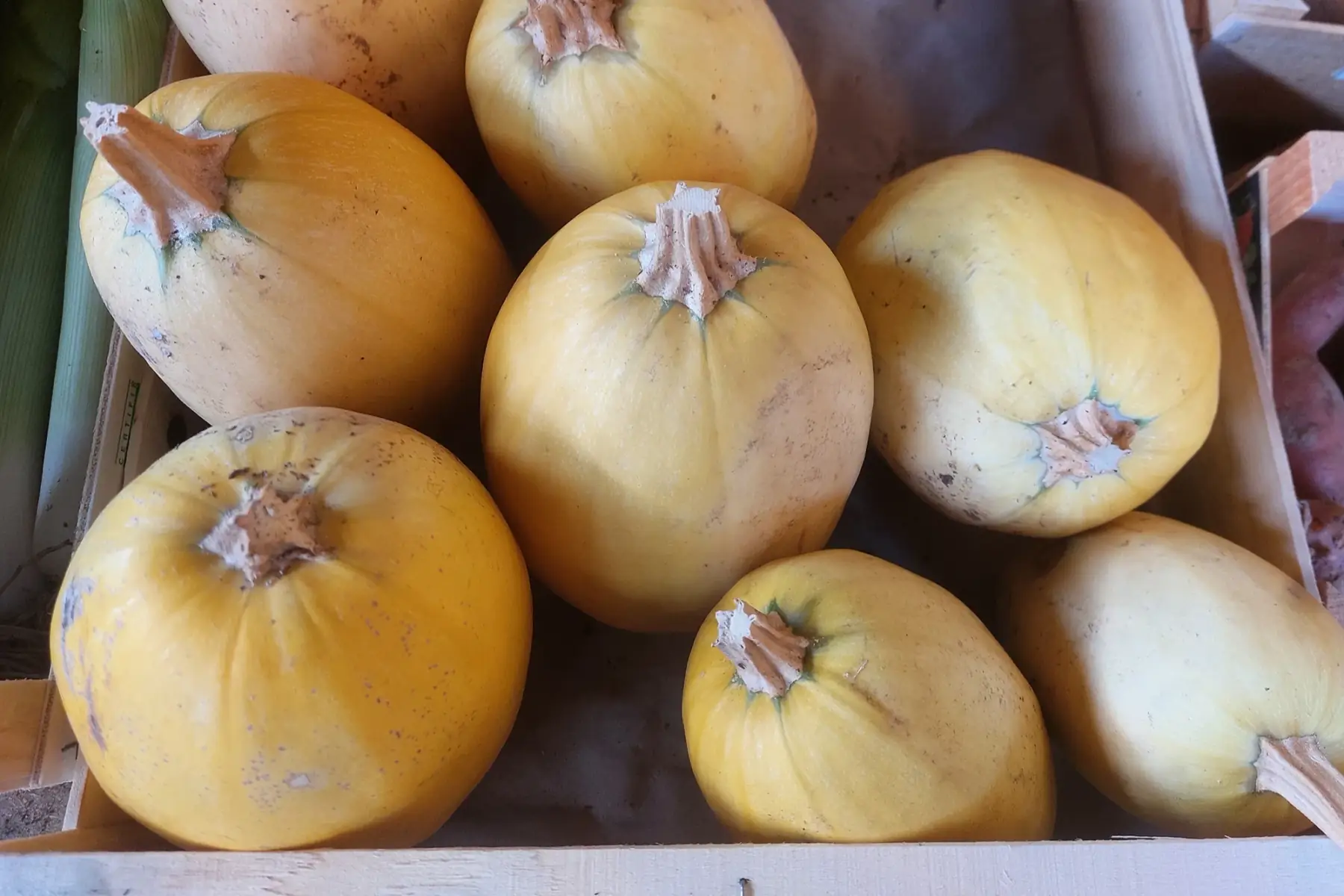 courge spaghetti